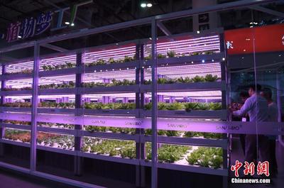 植物工廠亮相“廈洽會” 計算機系統集成服務助力現代農業革新